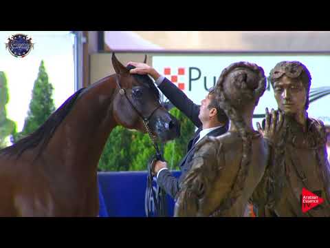 N 91 PARILLUS   European Championship 2019   2 Years Old Colts Class 11