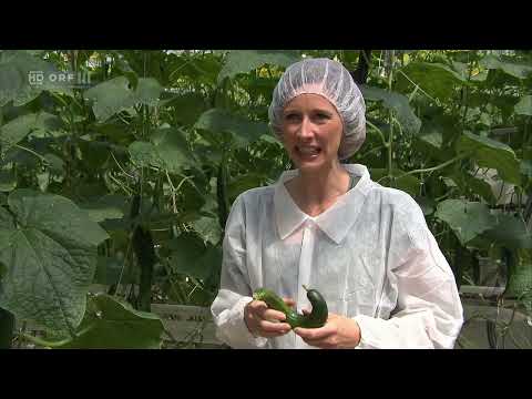 Der Wahnsinn mit dem Essen - Wege gegen die Verschwendung