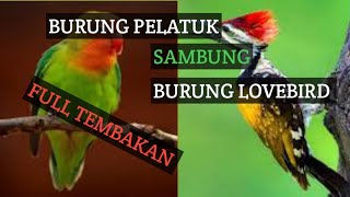 Download lagu masteran murai batu || full tembakan pedas jeda 30 detik mp3 Download lagu masteran murai batu || full tembakan pedas jeda 30 detik mp3