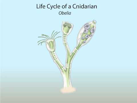Life cycle of  a Cnidarian
