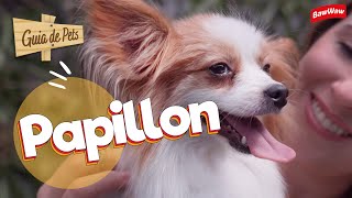 PAPILLON, pequeno no tamanho e gigante na inteligência! | Guia de Pets