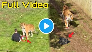 Download lagu Man and Tiger at Yorkshire Wildlife Park Video |Man Jumps Into Tiger Enclosure at Yorkshire Wildlife mp3