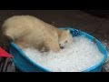 Polar Bear Enjoys Bath In Pool Full Of Ice Cubes