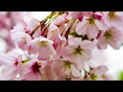 Popovichanka Popovicanka Version One Folkdance Music