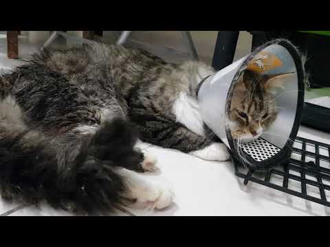 Cat after the catheter recovery, Feline Urethral obstruction (FUO)