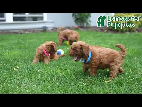 Cavapoo Lancaster Puppies