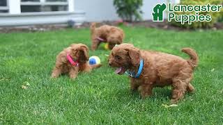 Cuddly Cavapoo Puppies