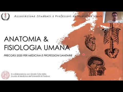 Lezione di Anatomia 08 - Apparato Urinario - Filippo Collotto