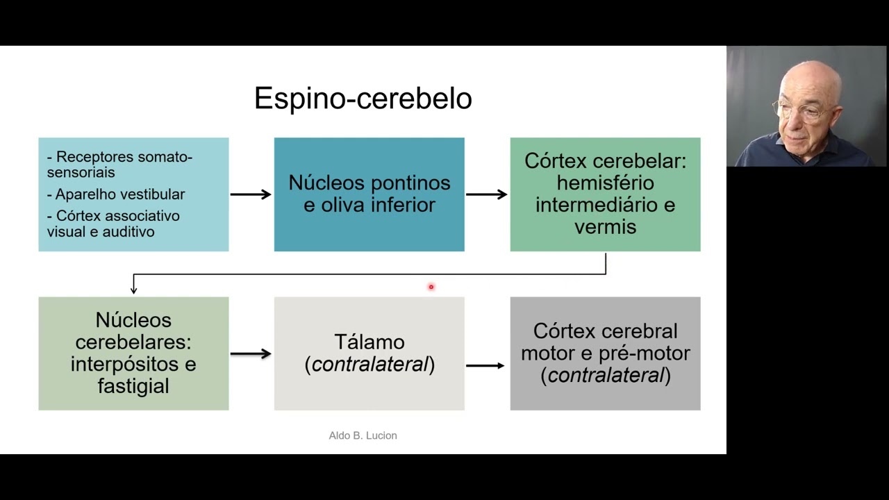 Cerebelo aula 2 organização estrutural