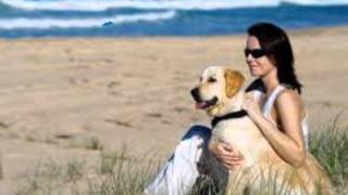 Die Flippers - Nur eine weiße Rose.wmv