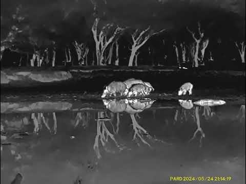 caza de jabalí con térmico pard ft32-35f