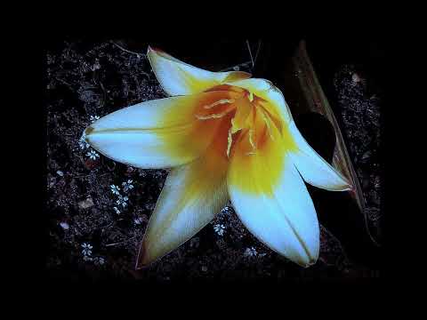 Pośrodku świata     wyk  Wojciech Melzer  38  Studio Piosenki   reż  Janusz Gast