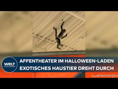 Video Thumbnail: USA: Skurriler Einsatz in Texas! Affe entwischt im Laden - Polizei-Einsatz nach Halloween-Schreck!