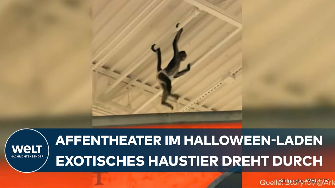 USA: Skurriler Einsatz in Texas! Affe entwischt im Laden - Polizei-Einsatz nach Halloween-Schreck!