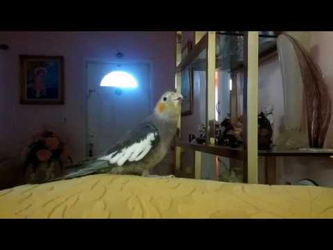 Cockatiel learning to sing la cucaracha. Tina