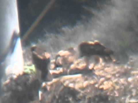 red tail momma hawk feed baby in nest!  :)