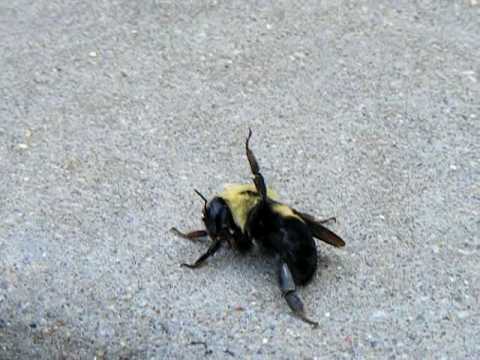 Bumble bee Praises the Lord!