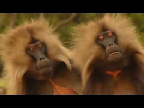 Amazing Ethiopia;   BBC Documentary  Land of Extremes