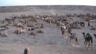preview picture of video 'Camels in Danakil 1'