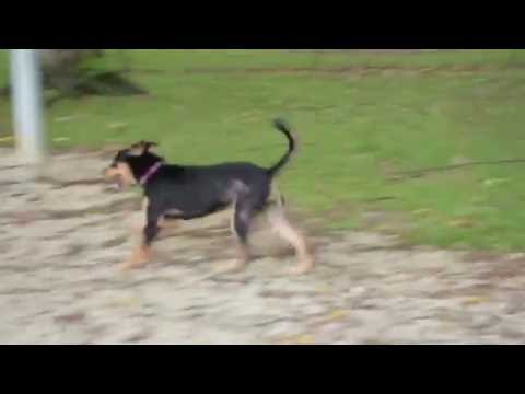 Exclusively Mongrels Teaser