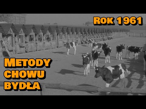 , title : '"Współczesne metody chowu bydła" (1961) /CAŁY FILM/'