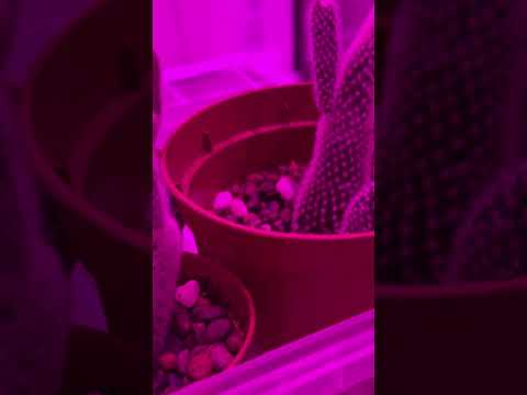 фото кактус окунция мелковолосистая 0
