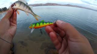 preview picture of video 'Redfin Fishing - Lake Hume'