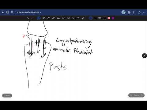 Langzeitpotenzierung, neuronale Plastizität (BITTE INFO LESEN)