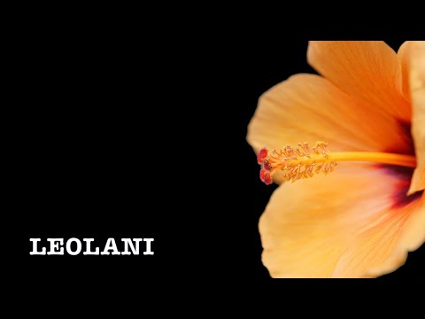 Josh Tatofi のフラソング Leolani (レオラニ) 　歌詞・コード付き　kathy