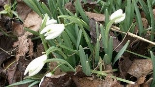 Heintje - Schneeglöckchen im Februar, Goldregen im Mai
