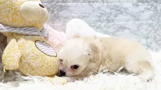 ハーフ犬の動画01