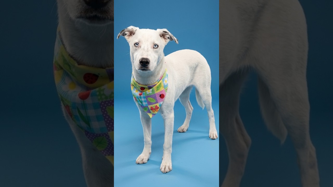 Opal, a Adoptable Husky in Enterprise, AL video 4/4