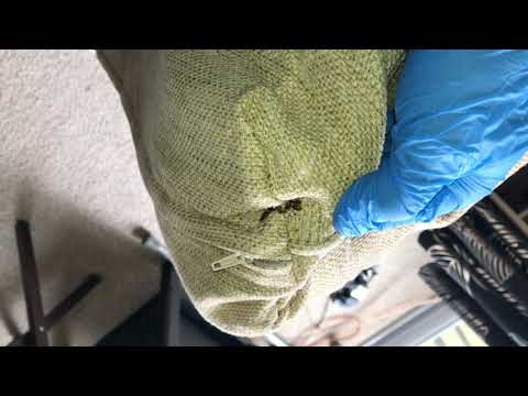 Bed Bugs Napping on the Couch in Neptune, NJ