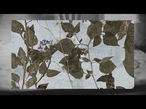 Watch the process behind artist Martin Bergström's hauntingly beautiful work in this exclusive video