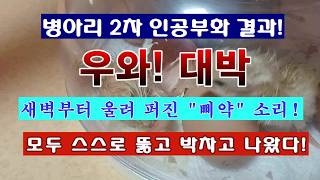 [텃밭농부 2,240]  병아리 2차 인공부화 성공!  우와 대박! 새벽부터 삐약.. #닭키우기