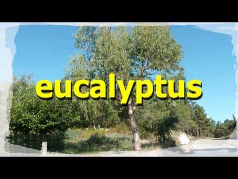 comment soigner eucalyptus