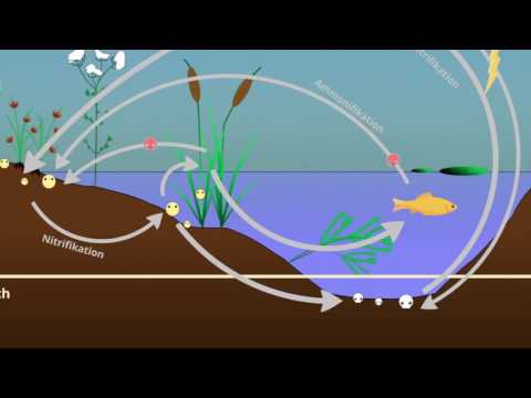 Stoffkreisläufe im Ökosystem See