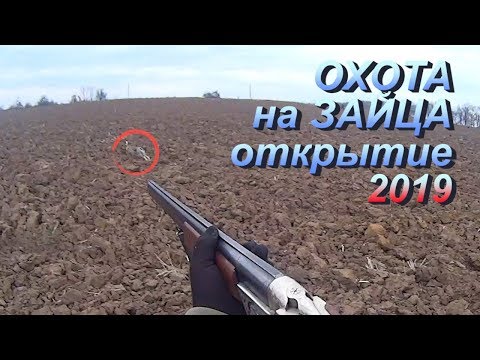 Охота на зайца 2019. Открытие сезона охоты. Первые трофеи сезона.