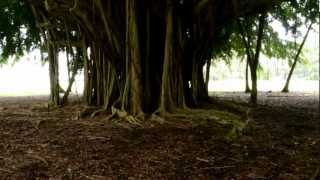 preview picture of video 'Banyan Trees in Hilo'