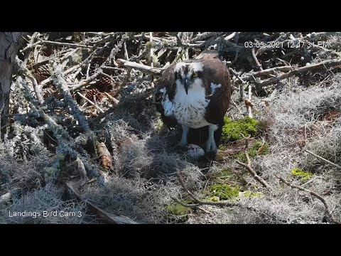 Egg #1 Arrives at Savannah Osprey Nest! – March 5, 2021
