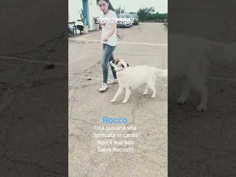 Regalo Dolcissimo cagnolino in adozione 