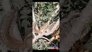 Natural Videography | Animal Videos | Squirrels | Nature Vlogs | whatsapp Status Video #subscribe