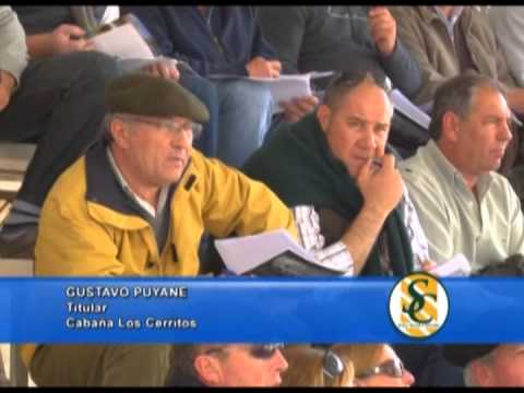 GUSTAVO PUYANE - Cabaña: Surangus - Las Blancas - La Fe - Huanguelen - 02/10/2013