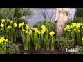 Zeitraffer Video - Narzissen Dutch Master