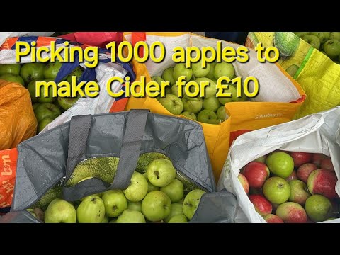 Farm day trip out picking 1000s Apples for cider for £10 at willock farm @Jamslaag @David Wheatley
