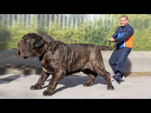 The 10 Biggest Mastiff Dog Breeds