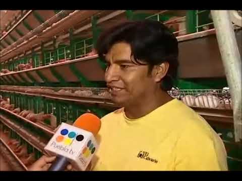 Productora de huevo "El Calvario"