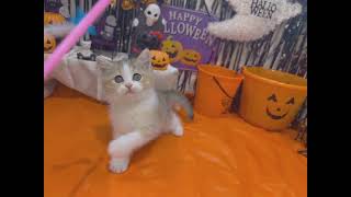 ブリティッシュショートヘアの動画01