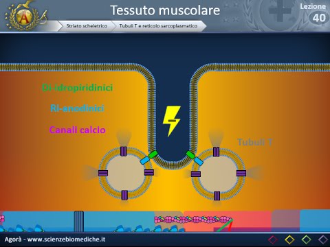 Mal di schiena cuore sinistro mano Don preparazione di comune sui prezzi