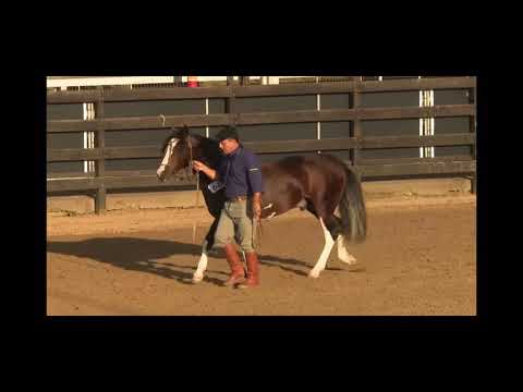 Gato Feito Cala Bassa-TE